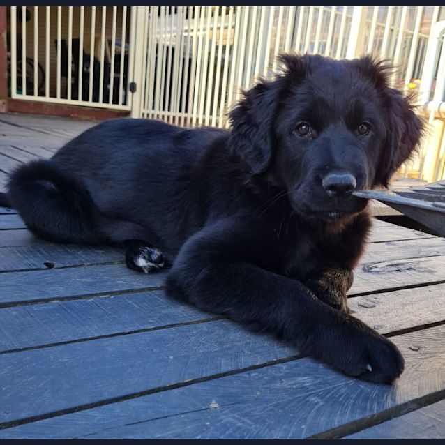 Photo of Sheba ~ Tibetan Mastiff X Puppy (On Hold 28/11/21)