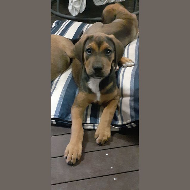 Photo of Bailey