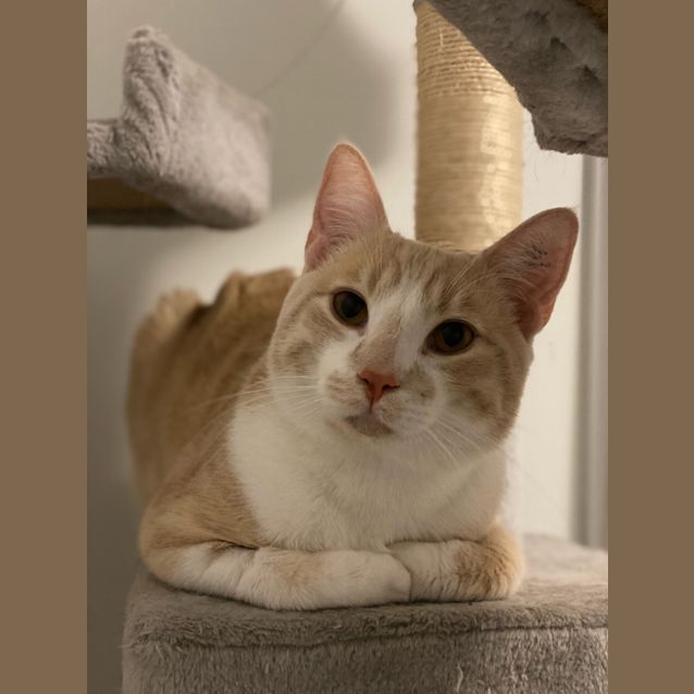 Photo of Peanut