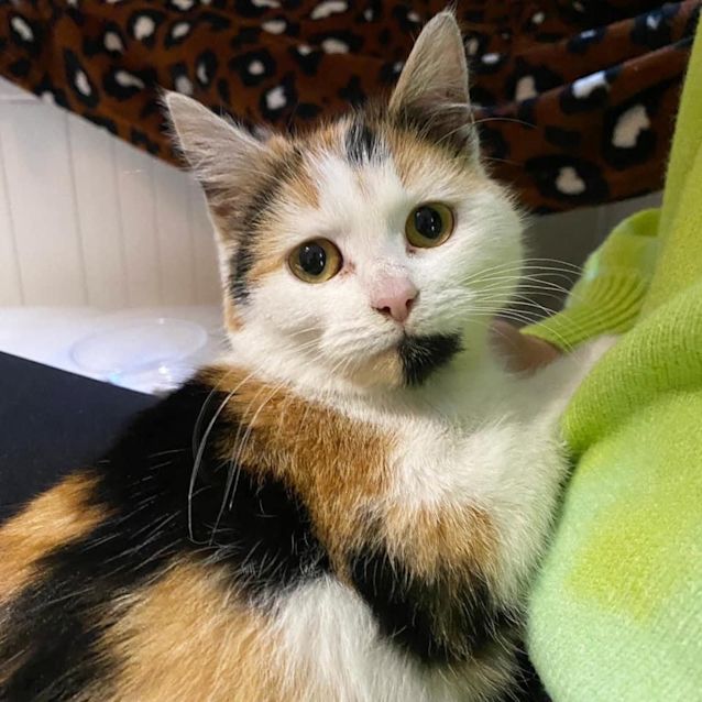 Photo of Eevee