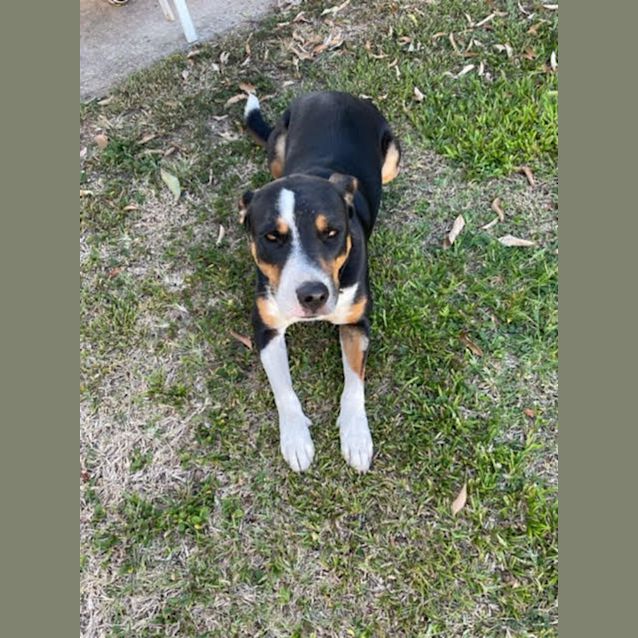 Photo of Nala
