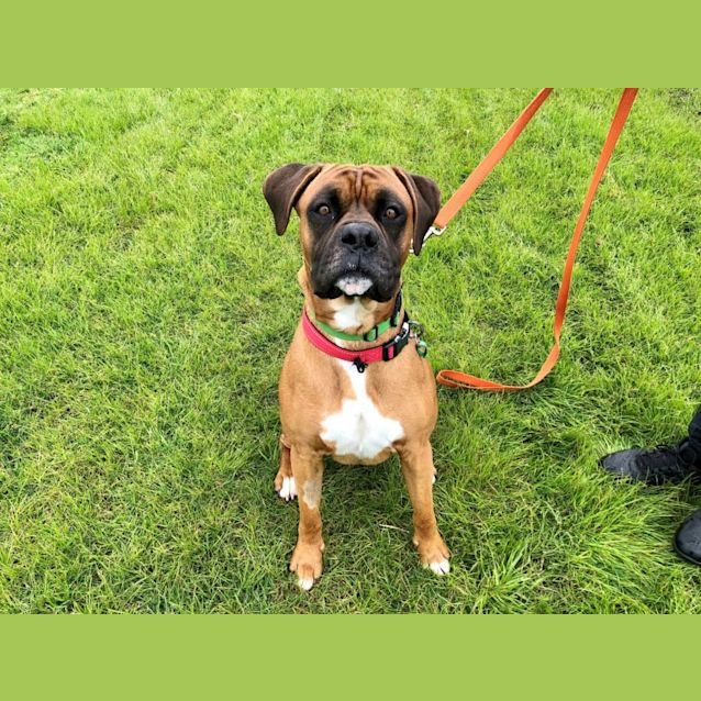Khal - Large Male Boxer Dog in VIC - PetRescue Khal - Large Male Boxer Dog in VIC - PetRescue