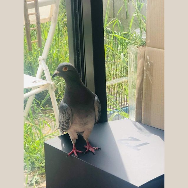 Photo of Nice Nelson