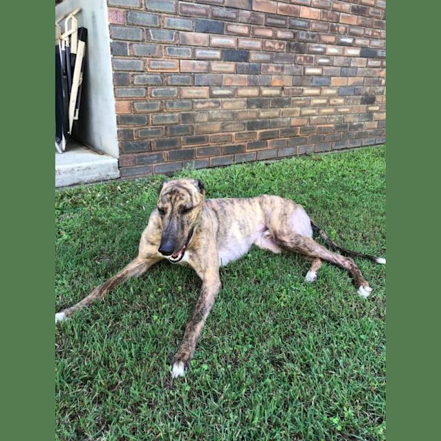 Photo of Toby   Gold Coast