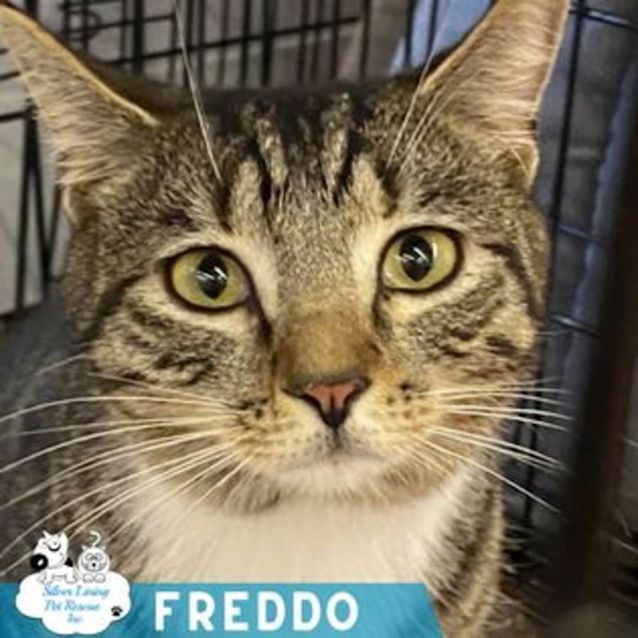 Photo of Freddo