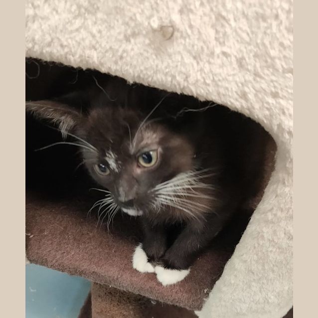 Photo of Archer