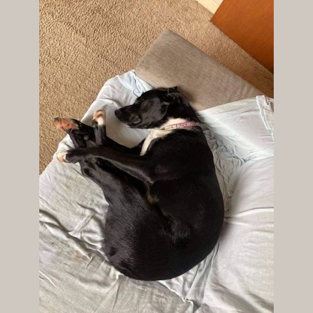 Photo of Maisie ~ 1.5yr Old Bc X Koolie(on Trial 4/11/21)