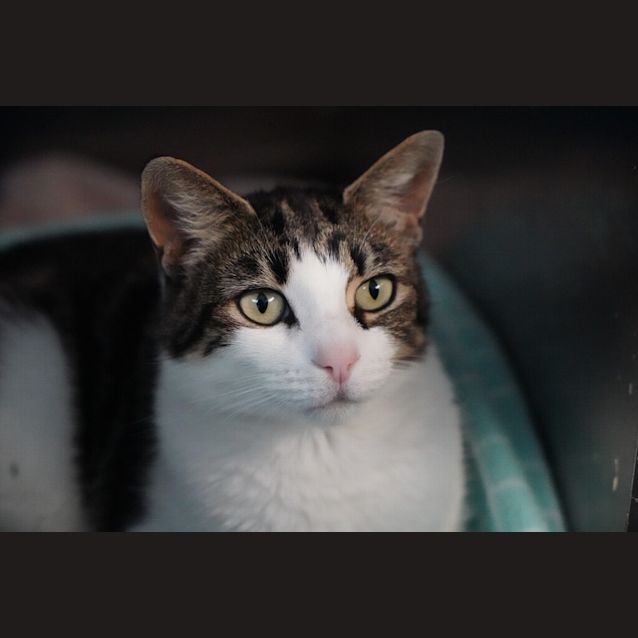 Photo of Sashimi