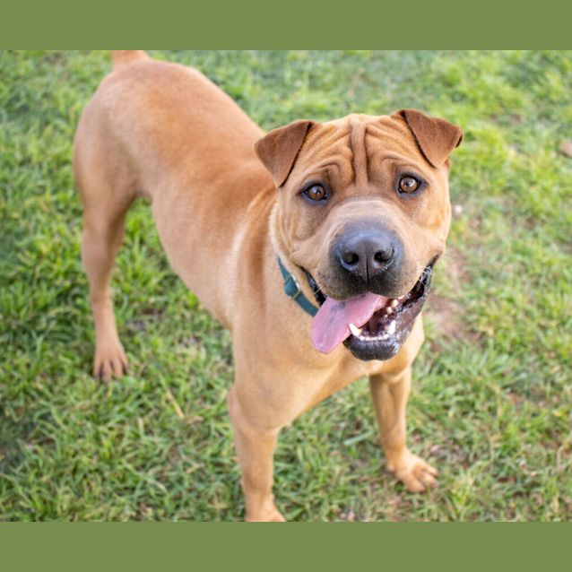 Pei Puppies Shar Pei Snoring The Complete Guide To The Shar-Pei