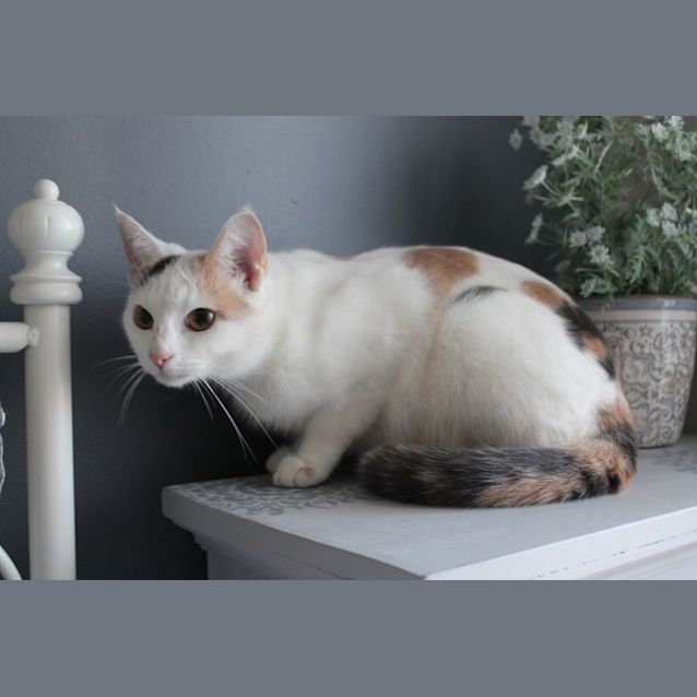 Photo of Roxy