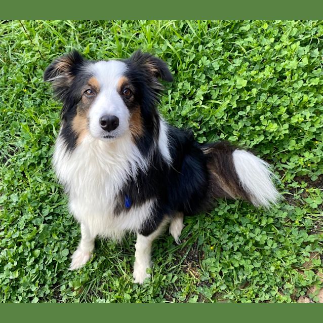 Photo of Xena Warrior Doggo