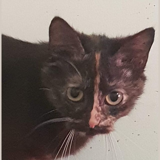 Photo of Layla 