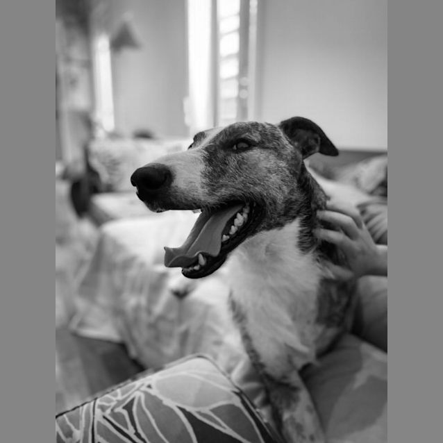 Photo of Albus *Assisted Rehome* 