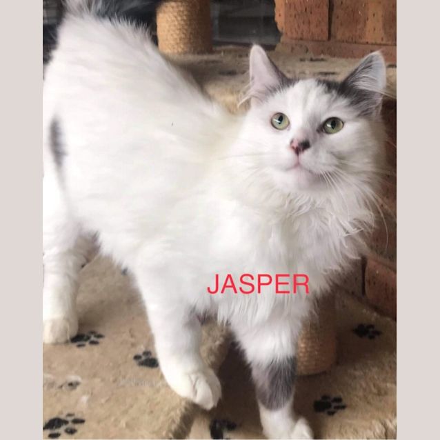 Photo of Jasper 
