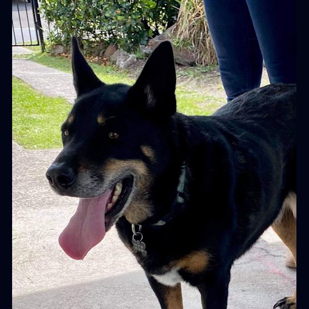 Photo of Bud ~ 7yr Old Kelpie(on Trial 2/11/21)
