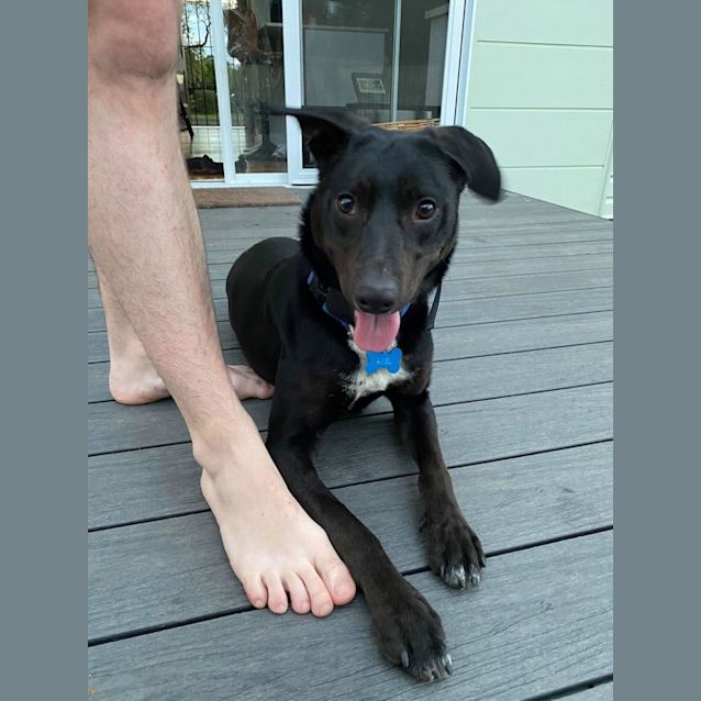 Photo of Axel ~ 1yr Old Kelpie X Bc (On Trial 5 1 22)