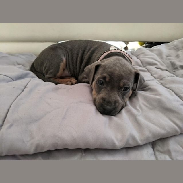 Photo of Gizmo (Now Poppy)