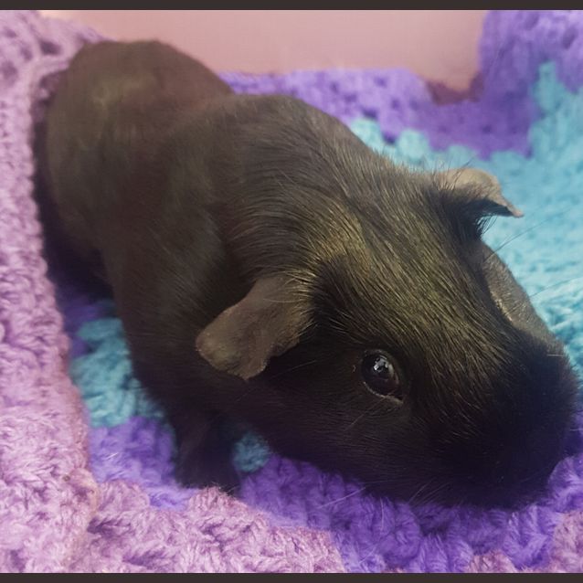 Photo of Midnight