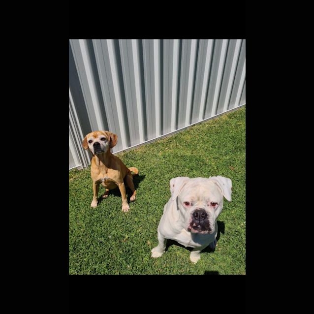 Photo of Chandler And Phoebe 🐶