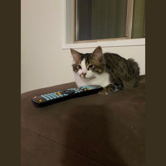 Photo of Tex And Ranger 