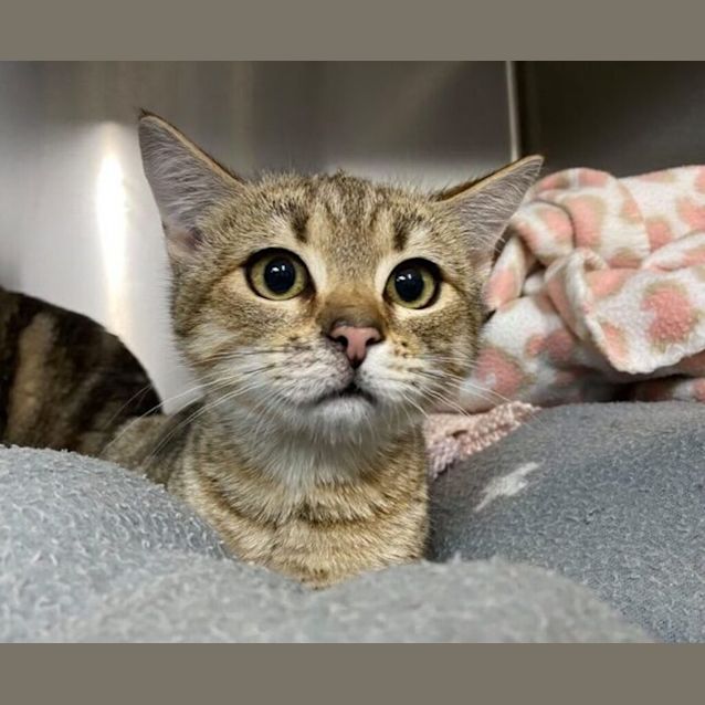 Photo of Piper