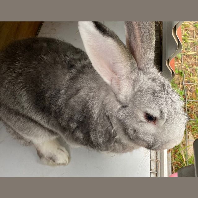 Photo of Binky