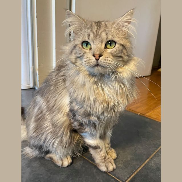 Photo of Snuffkin