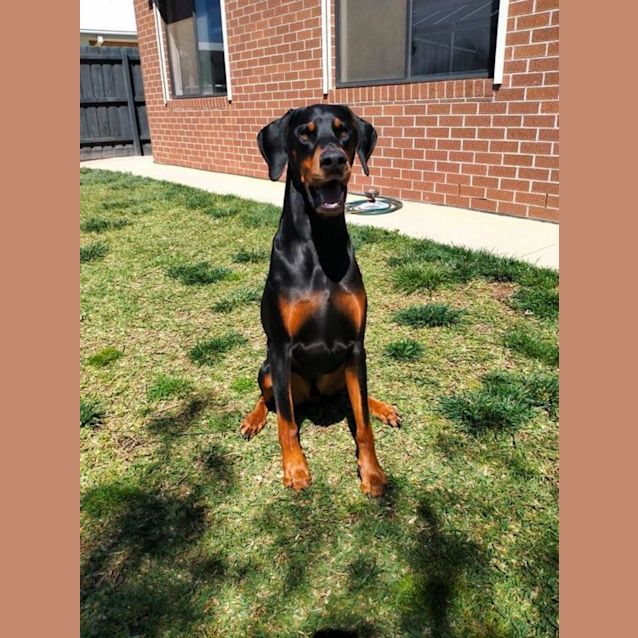 Photo of Dobermann K 