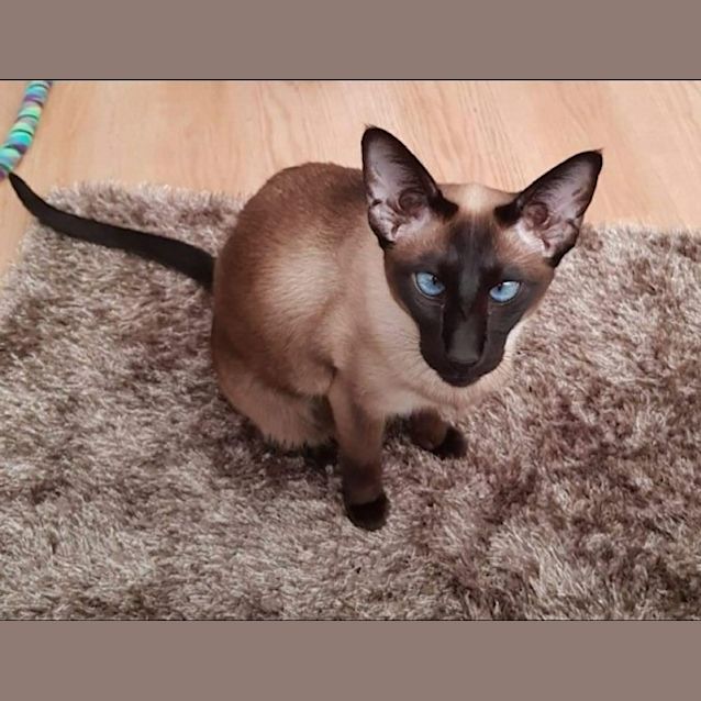 Photo of Lulu Siamese