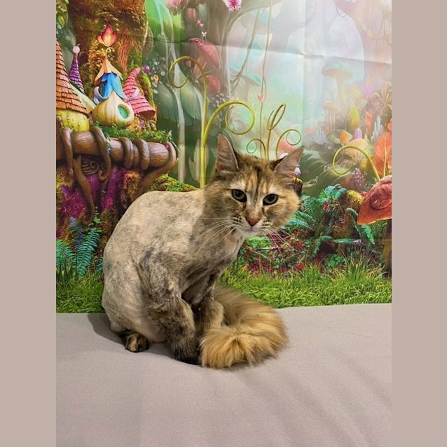 Photo of Gypsy & Myska