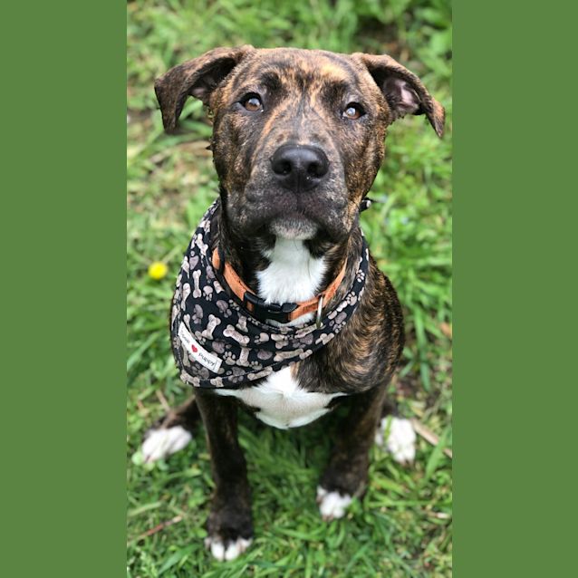 Photo of Fudge 