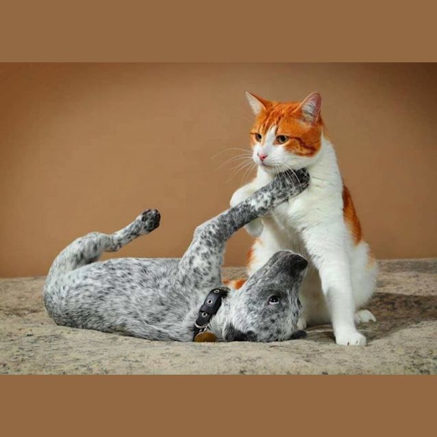 Photo of Catdog