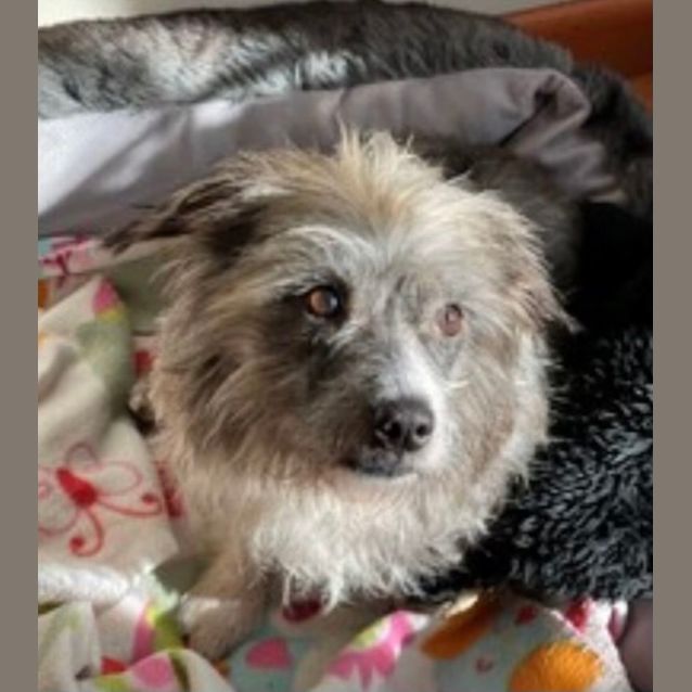 Photo of Womble