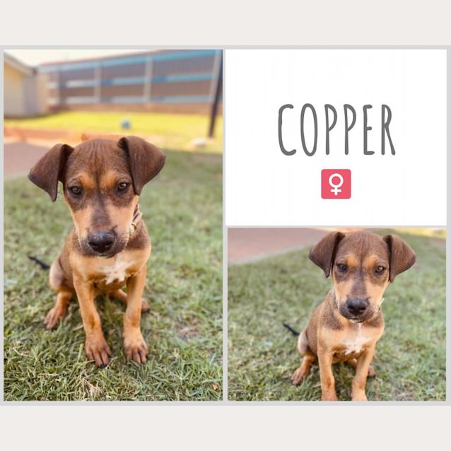 Photo of Copper
