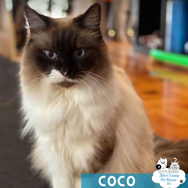 Photo of Coco