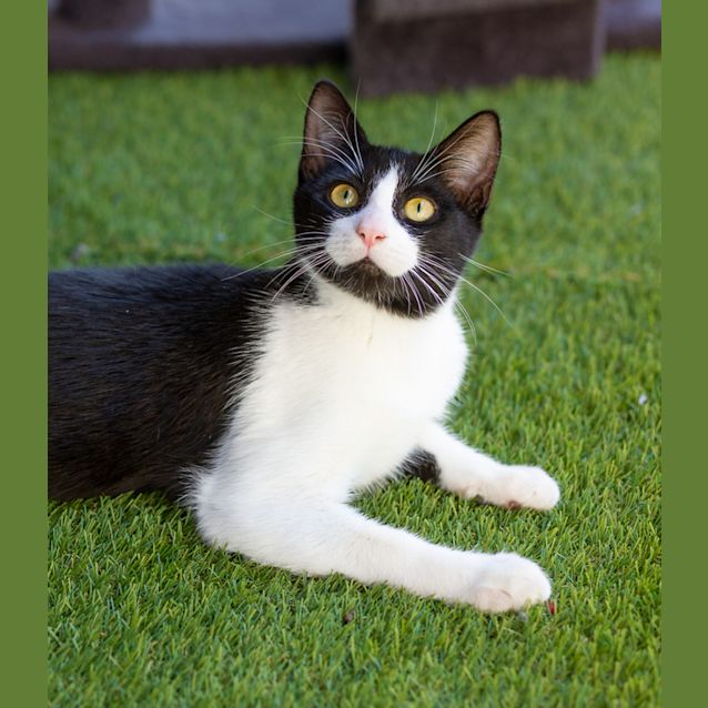 Photo of Maxamillian