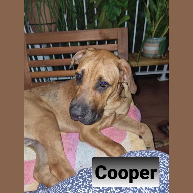 Photo of Cooper