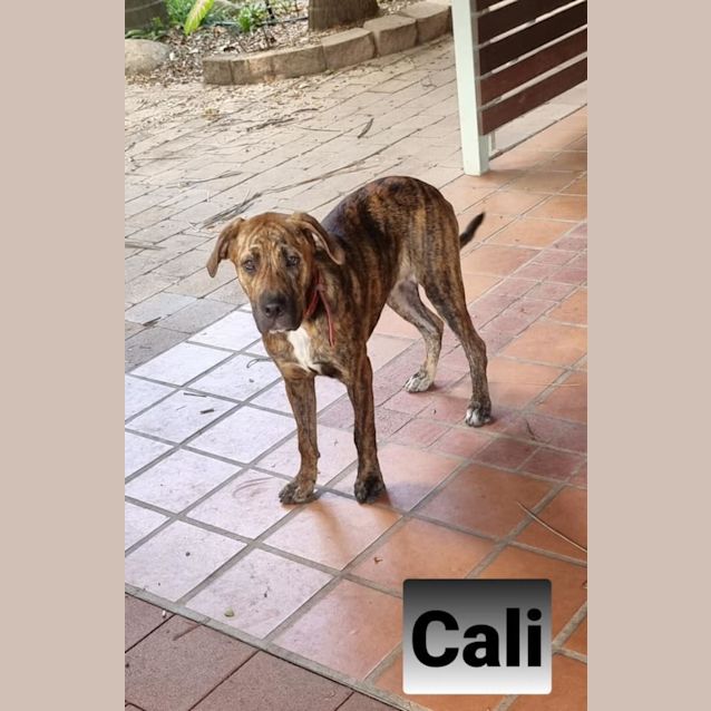 Photo of Cali