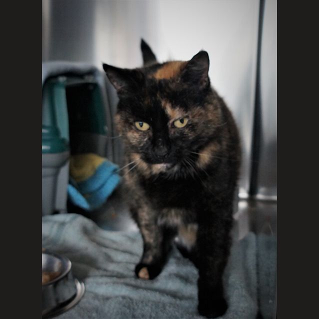 Photo of Puss