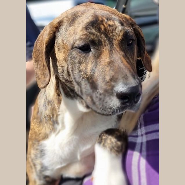Photo of Ruby
