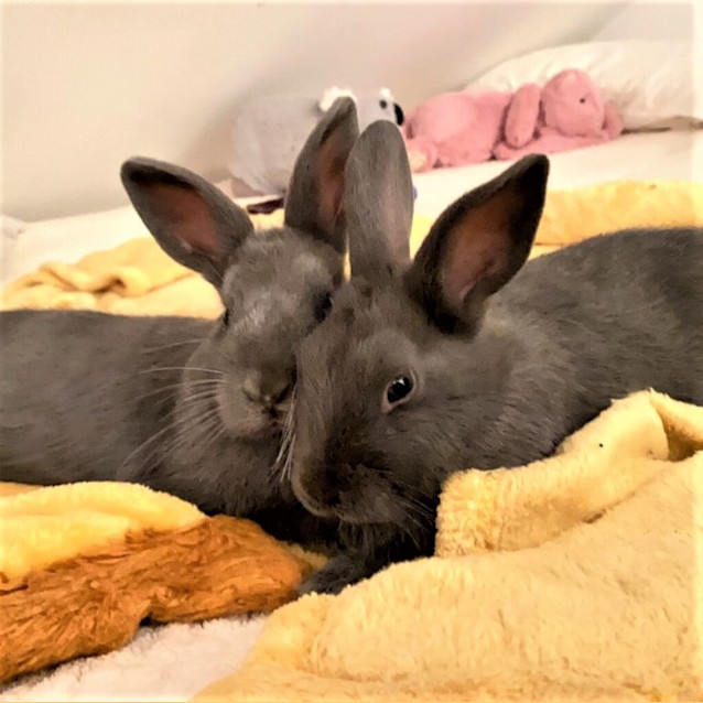 Photo of Maple ( Bonded To Honey )