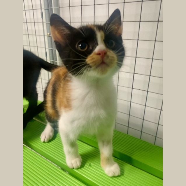 Photo of Skittles