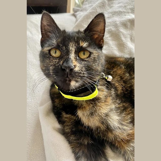Photo of Chloe Tortie