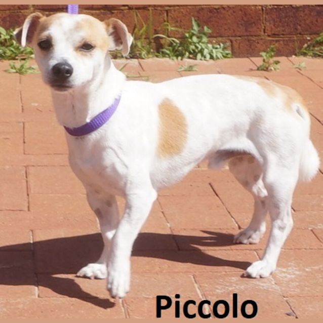 Photo of Piccolo