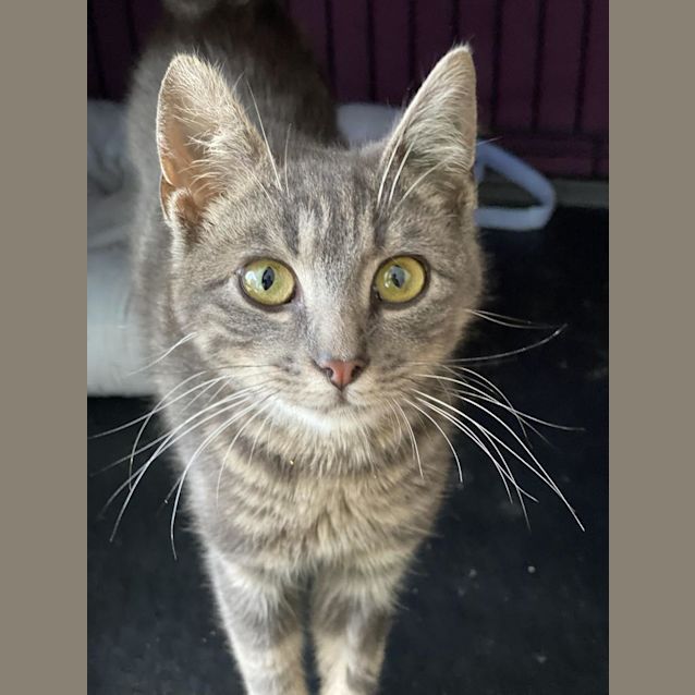 Photo of Tiny Tatiana``