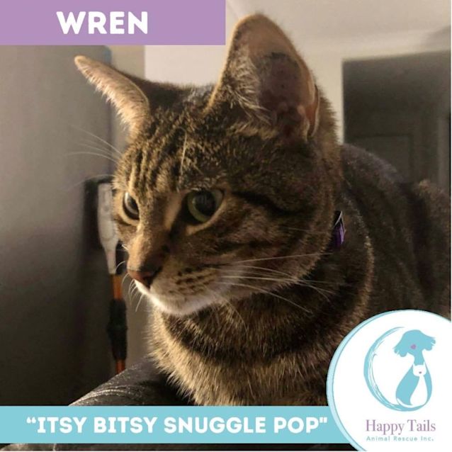 Photo of Wren