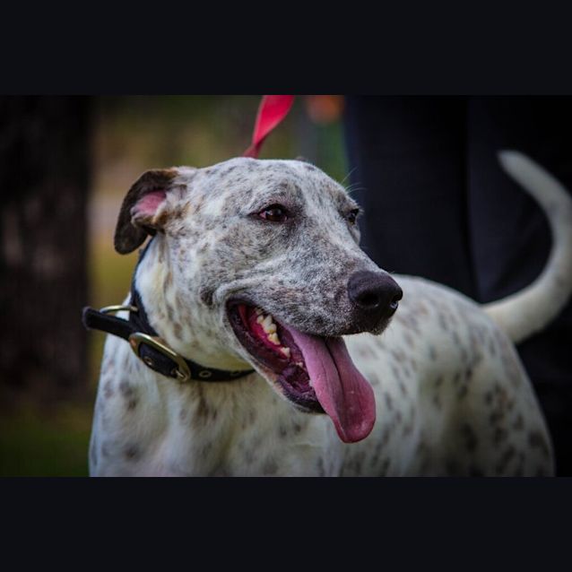 Photo of Astro
