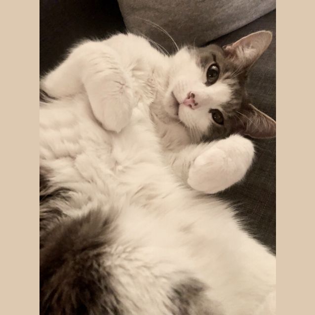 Photo of Simba Sweetboy