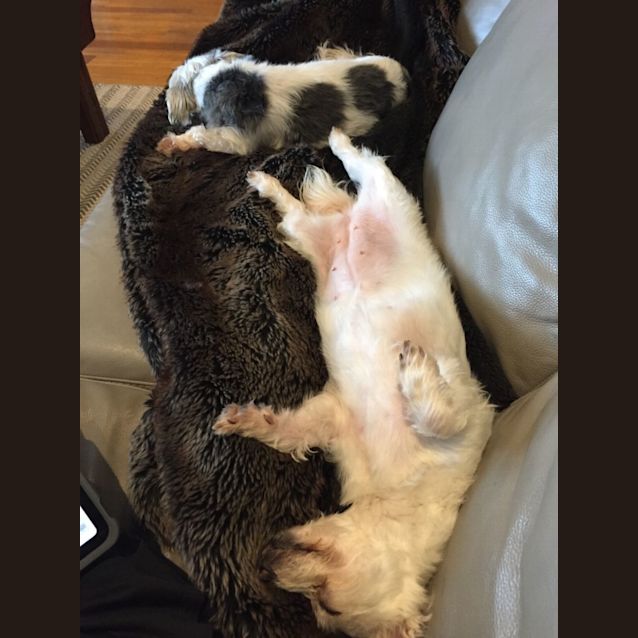 Photo of Mini & Cleo