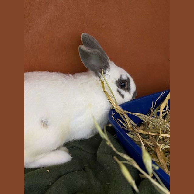 Photo of Huxley